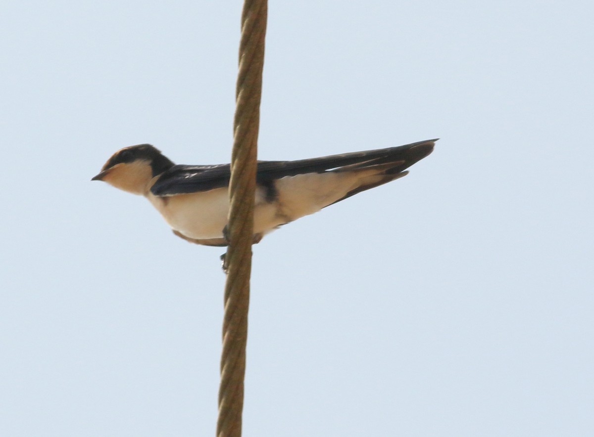Wire-tailed Swallow - ML617290645