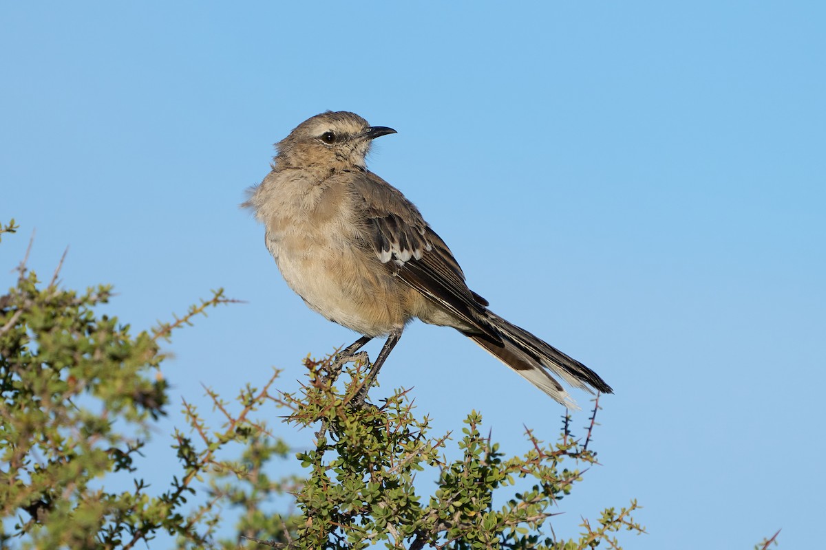 Patagonian Mockingbird - Thane Dinsdale