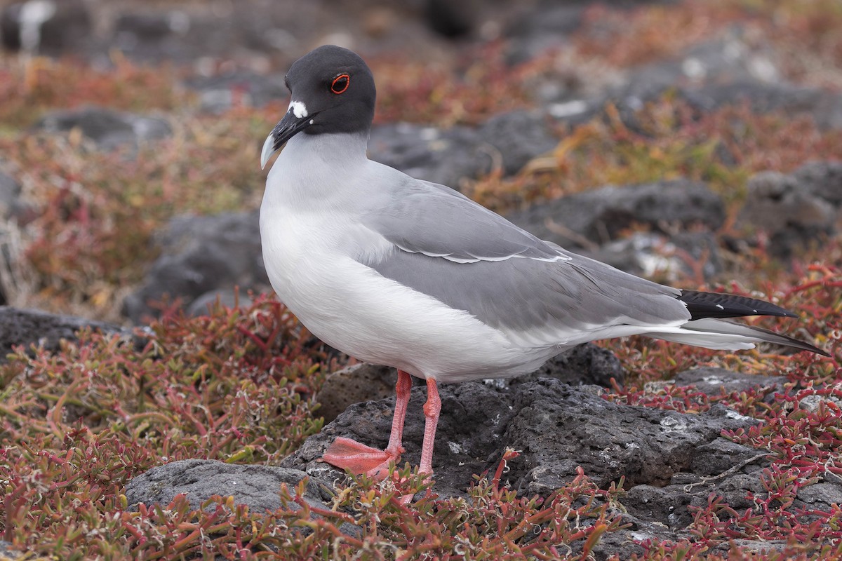 Swallow-tailed Gull - ML617290690