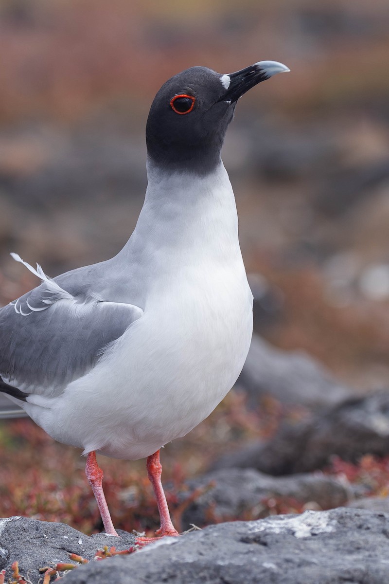 Swallow-tailed Gull - ML617290693