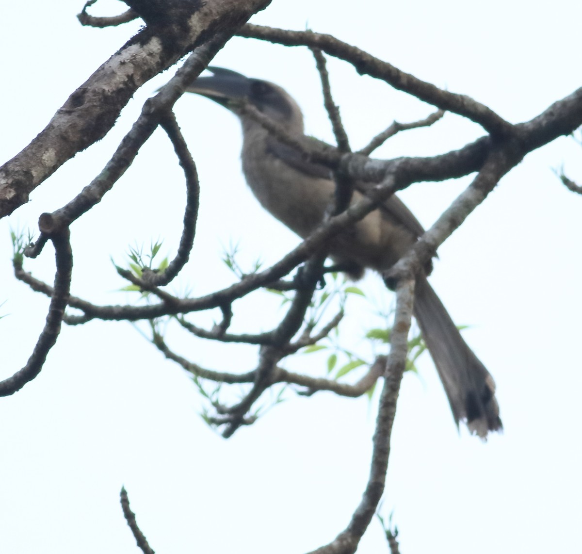 Indian Gray Hornbill - ML617290791