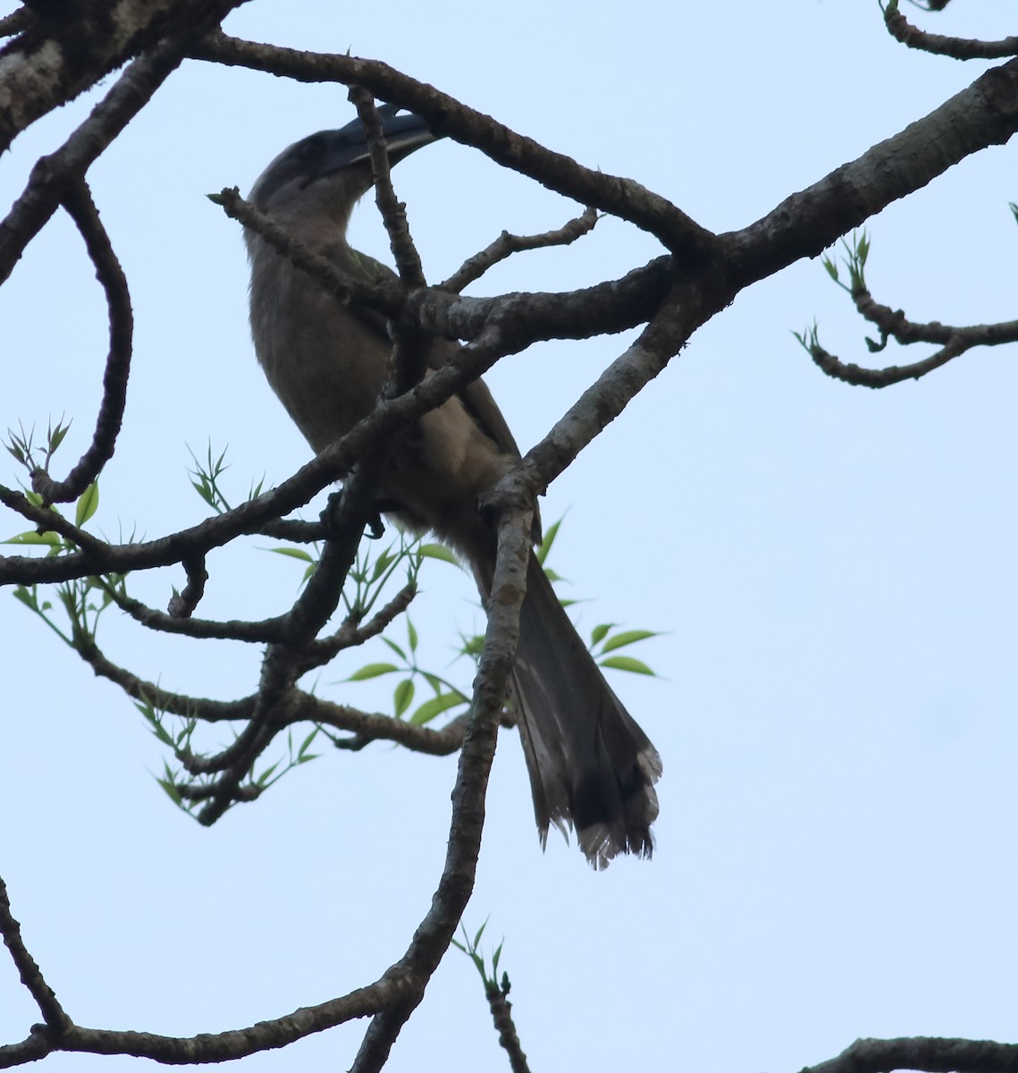 Indian Gray Hornbill - ML617290792
