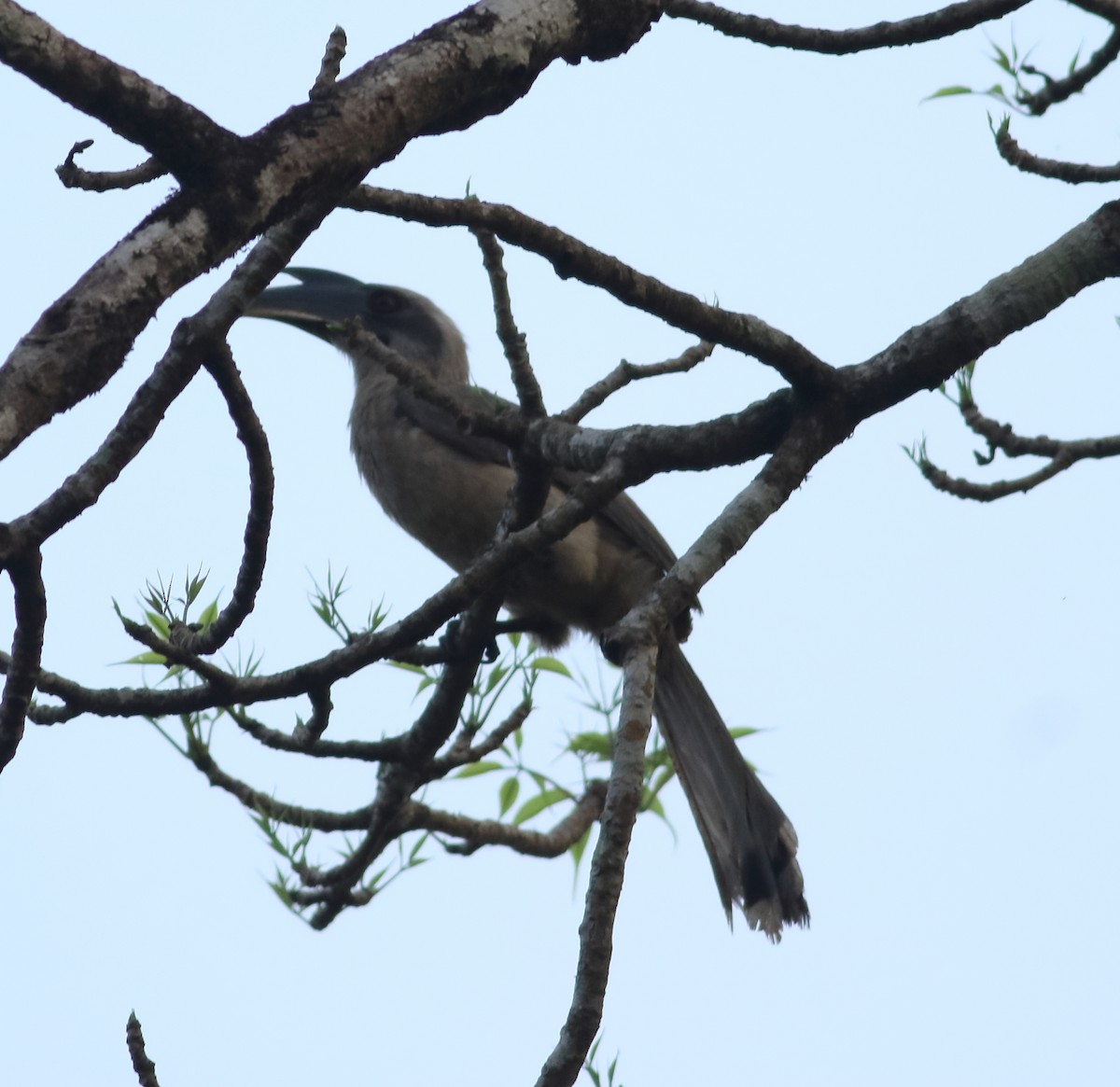 Indian Gray Hornbill - ML617290793
