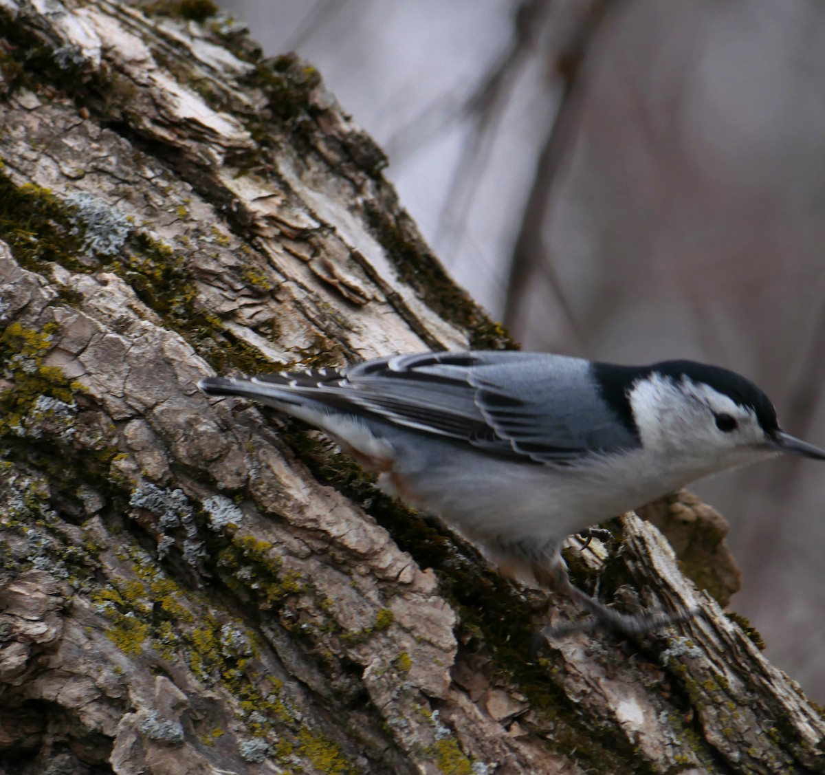 White-breasted Nuthatch - ML617290846