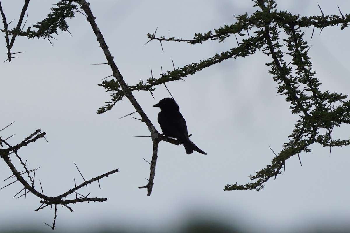 Fork-tailed Drongo - ML617290866