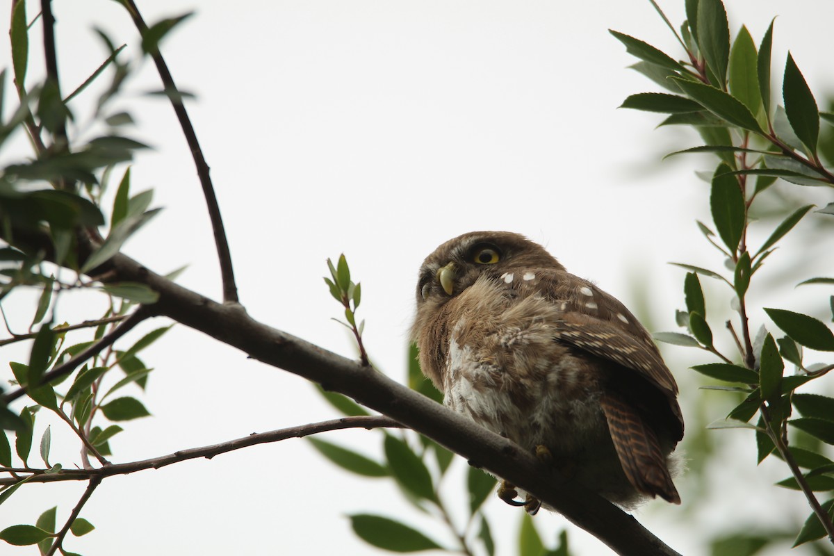 Austral Pygmy-Owl - Juan Casanova