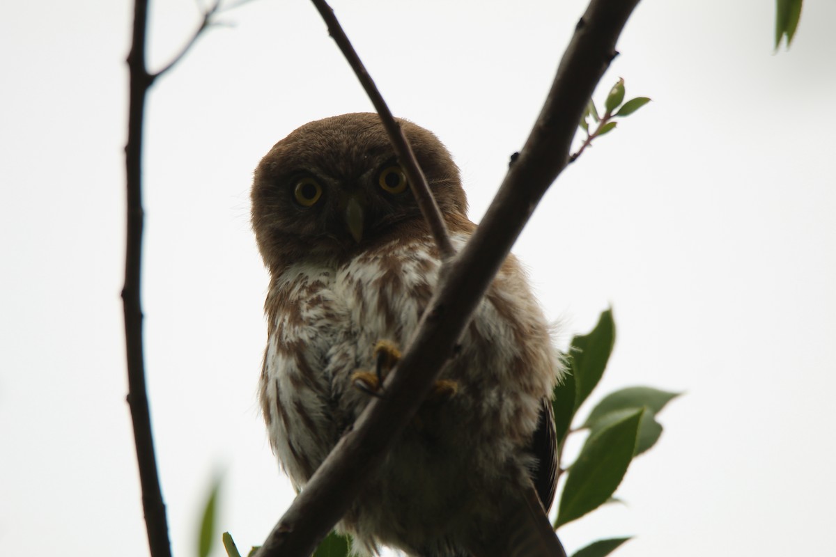 Austral Pygmy-Owl - ML617290920