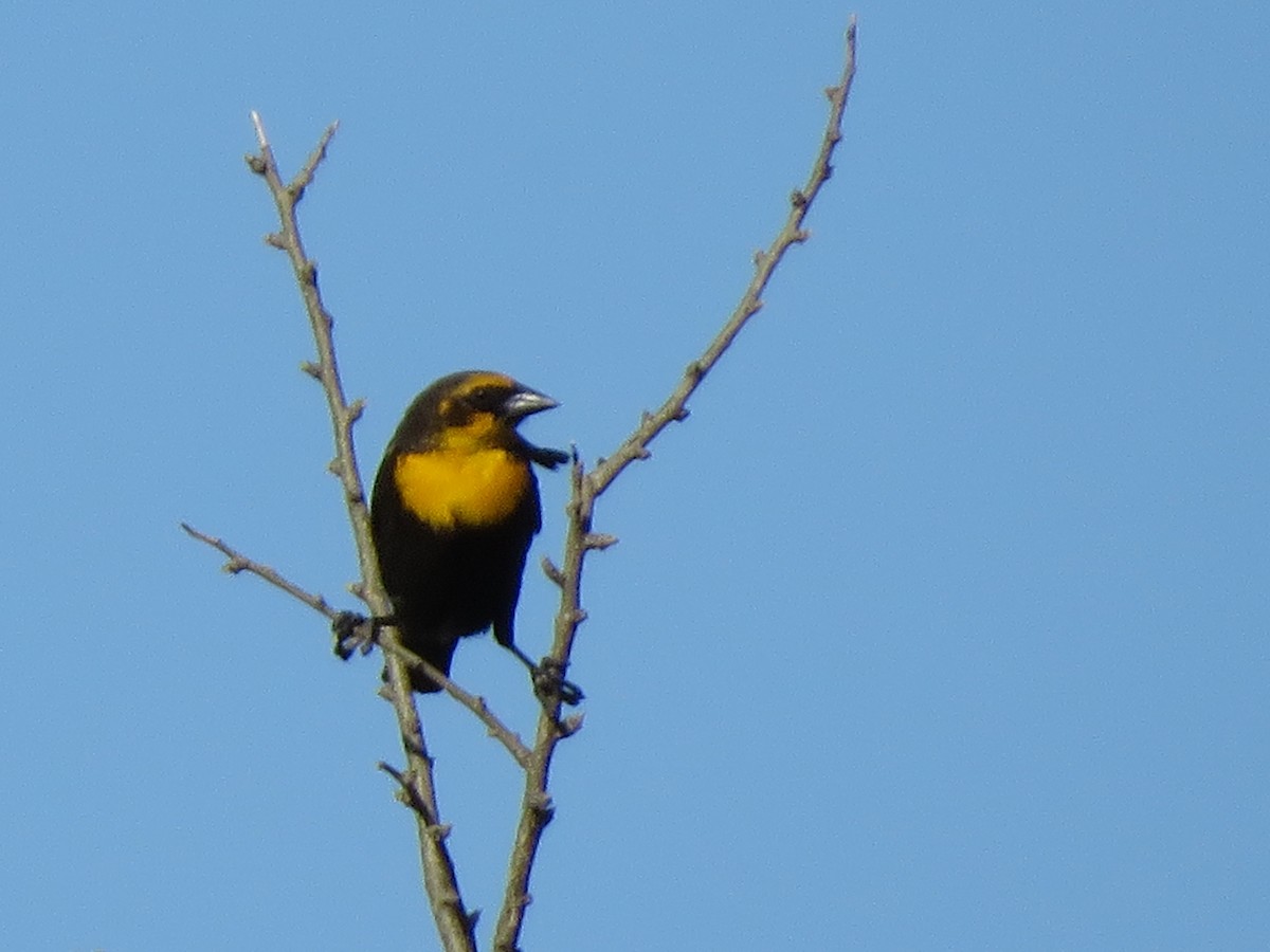 Yellow-headed Blackbird - Lisa Hoffman