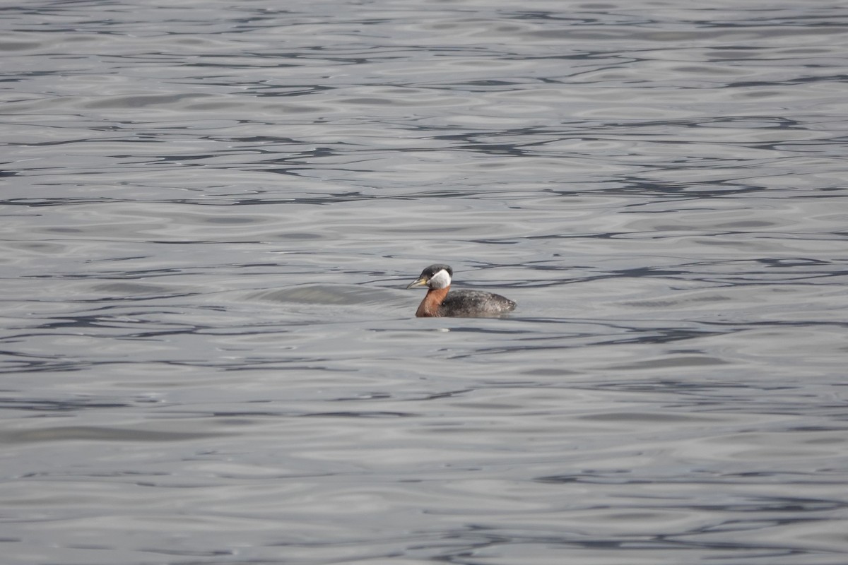 Red-necked Grebe - ML617290950