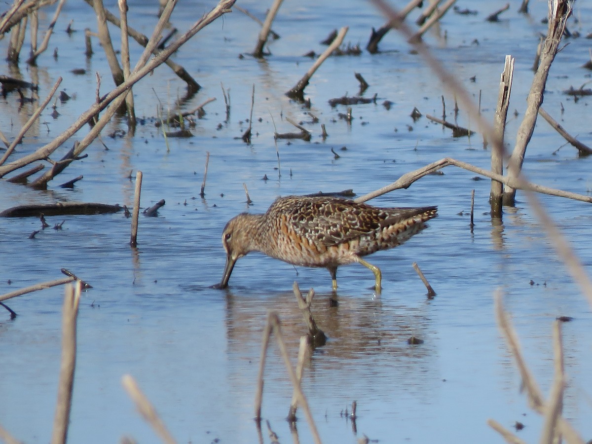 Long-billed Dowitcher - ML617291008