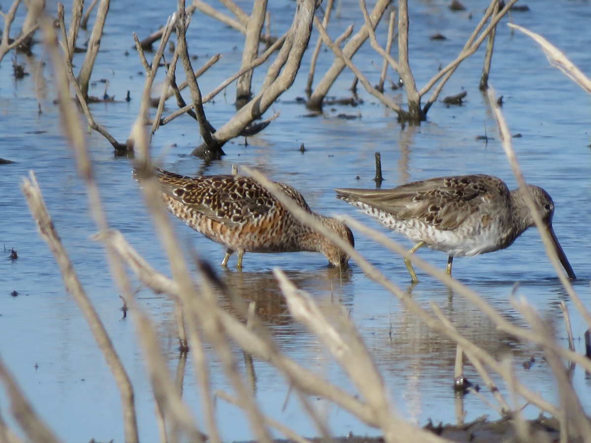 Long-billed Dowitcher - ML617291015
