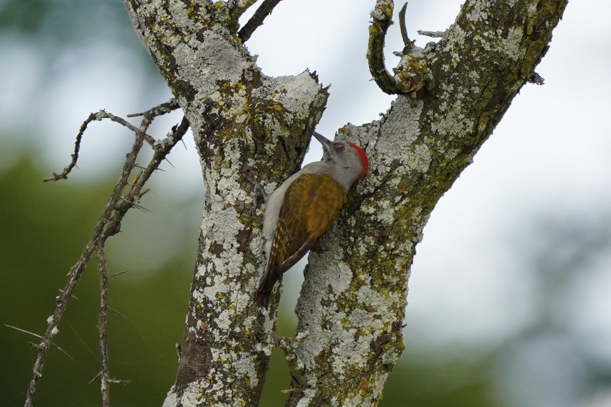 African Gray Woodpecker - ML617291031