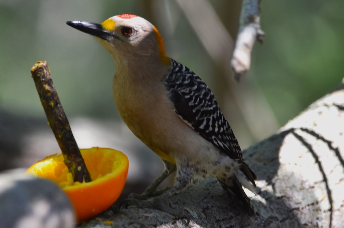 Golden-fronted Woodpecker (Northern) - ML617291099