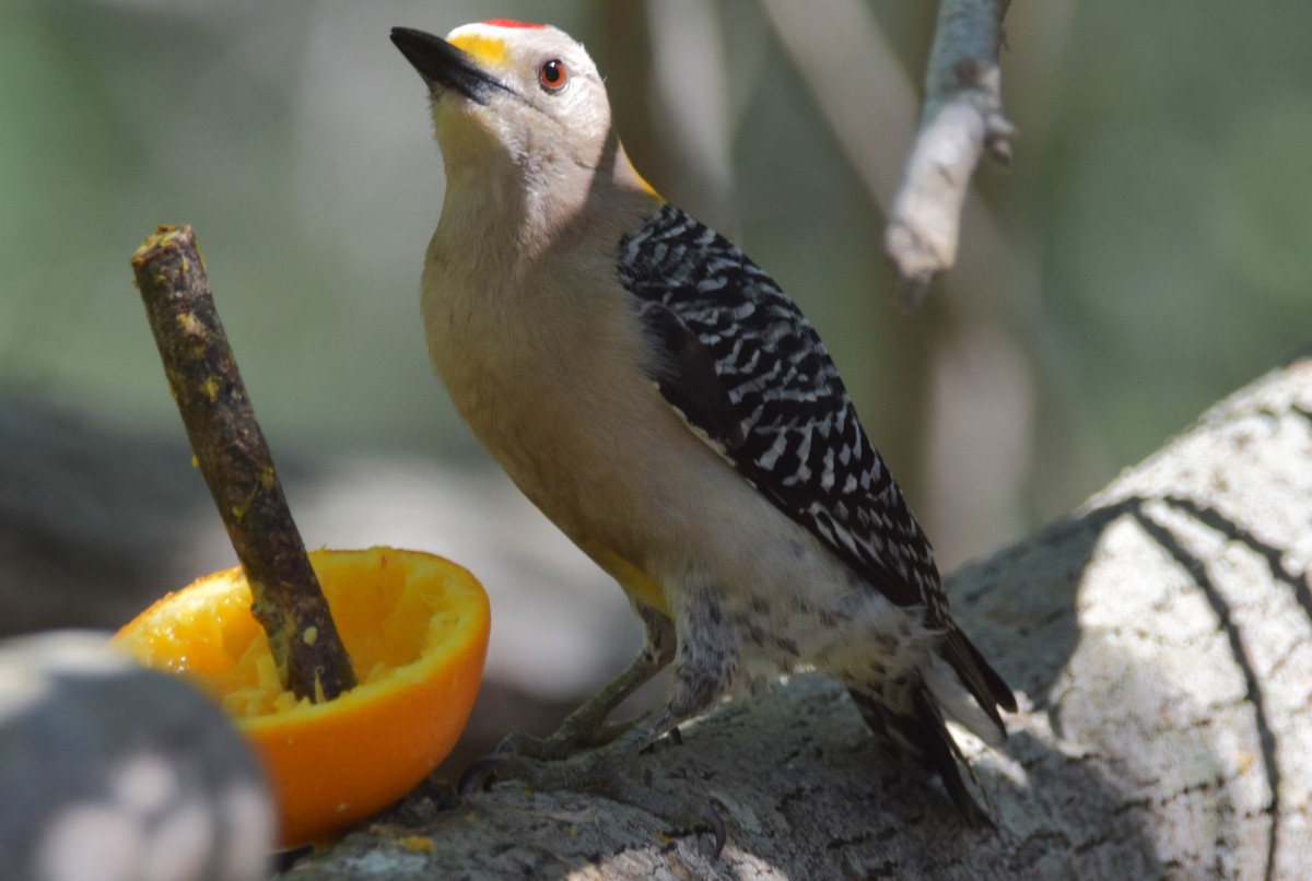 Golden-fronted Woodpecker (Northern) - ML617291100