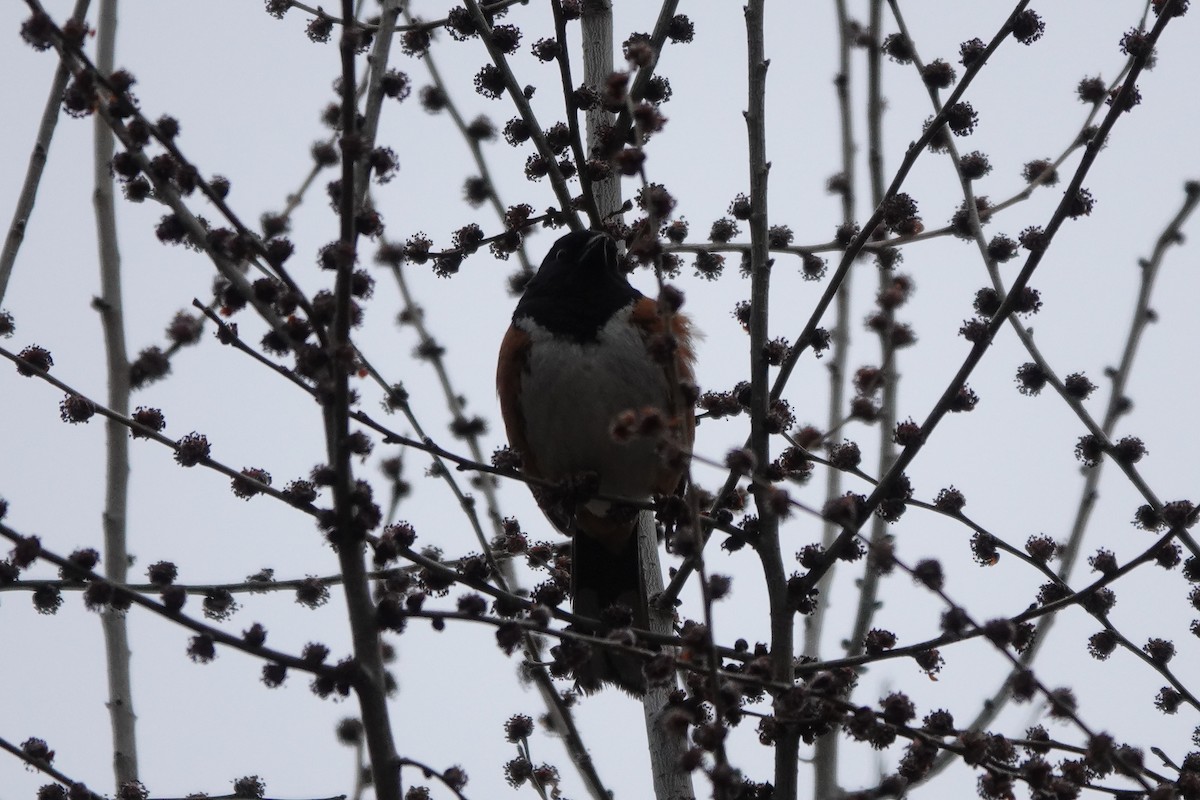 Spotted Towhee - ML617291156