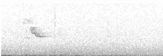 Black-throated Gray Warbler - ML617291187