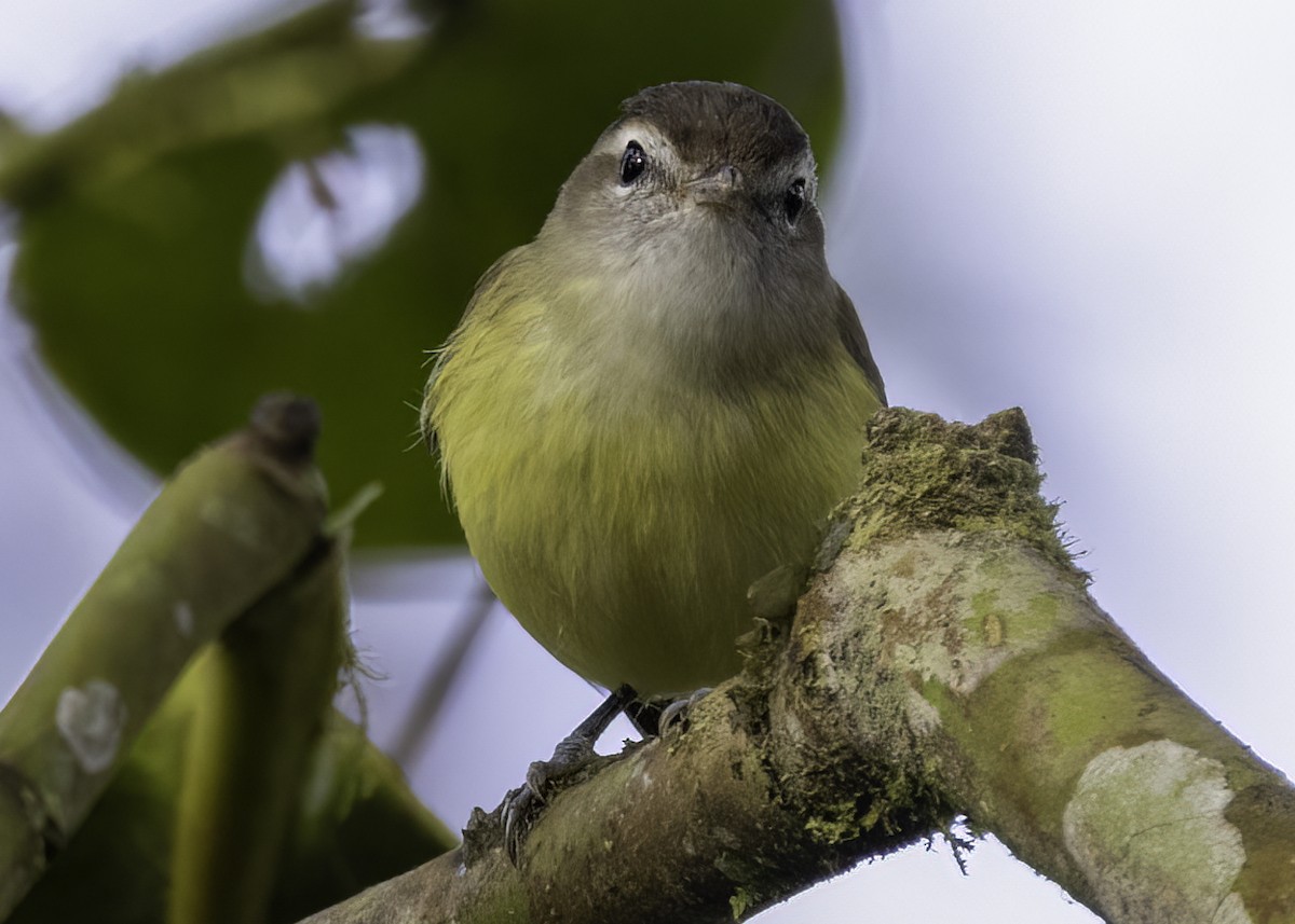 Brown-capped Vireo - Luc Tremblay