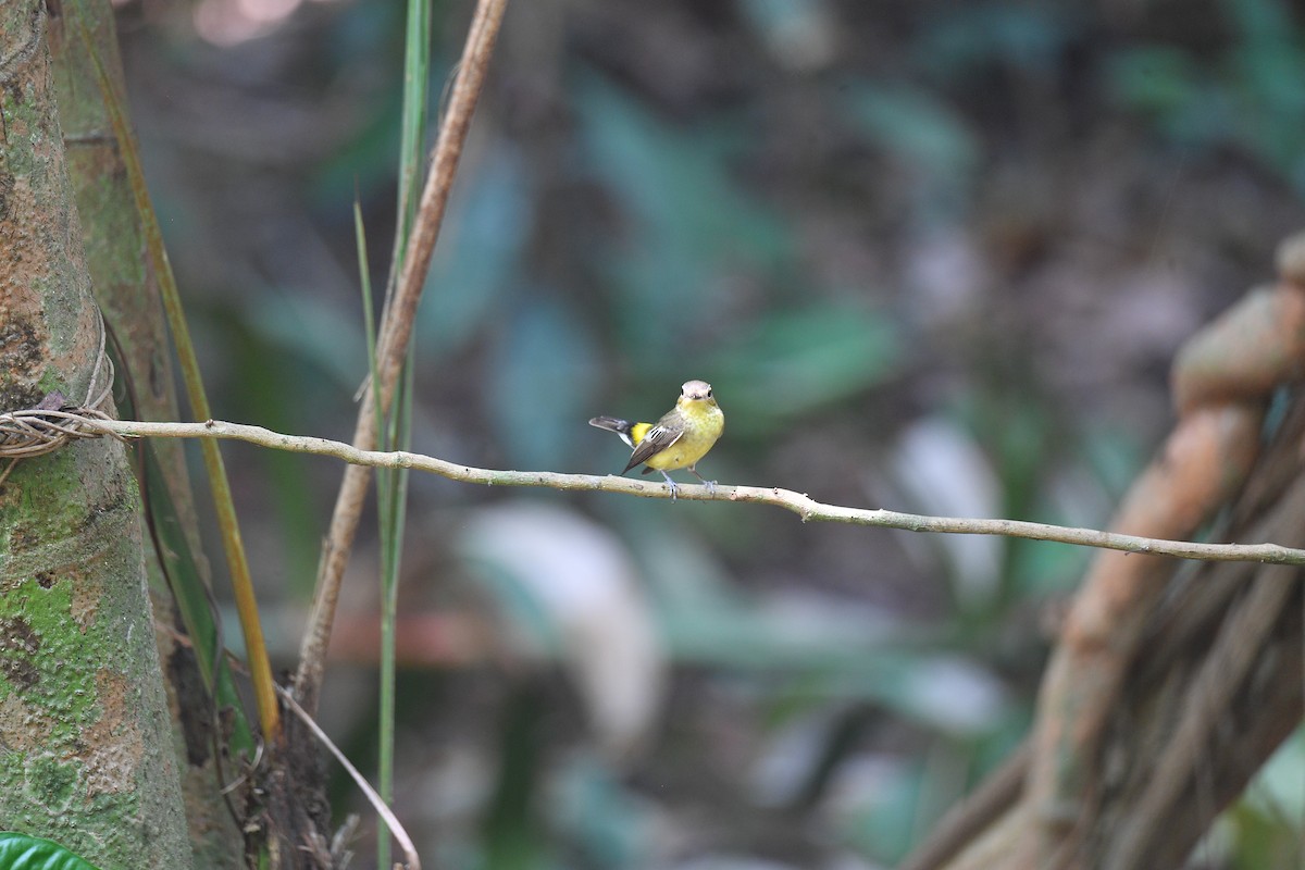 Yellow-rumped Flycatcher - Sajee Kongsuwan