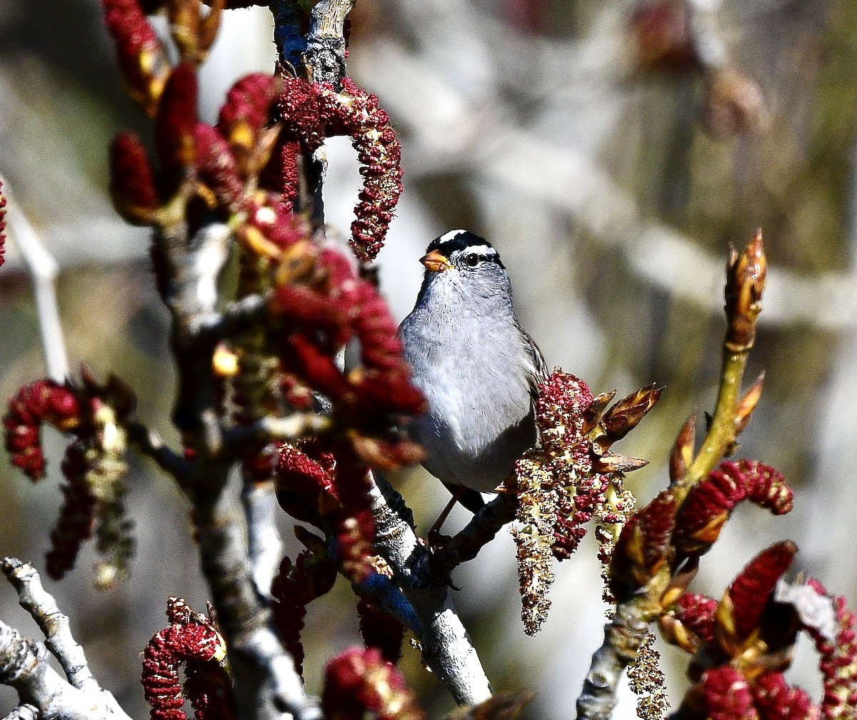 White-crowned Sparrow - ML617291373