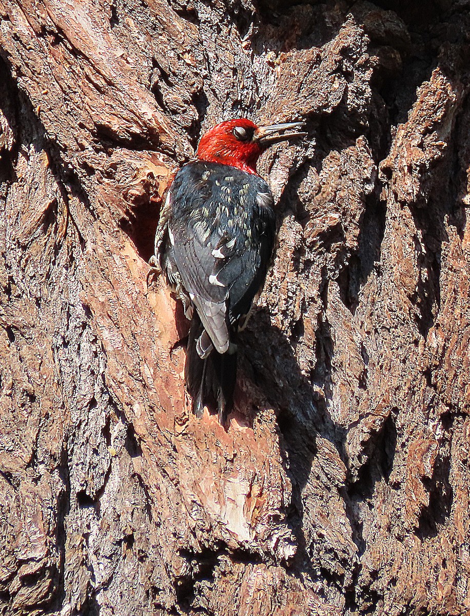 Red-breasted Sapsucker - ML617291383