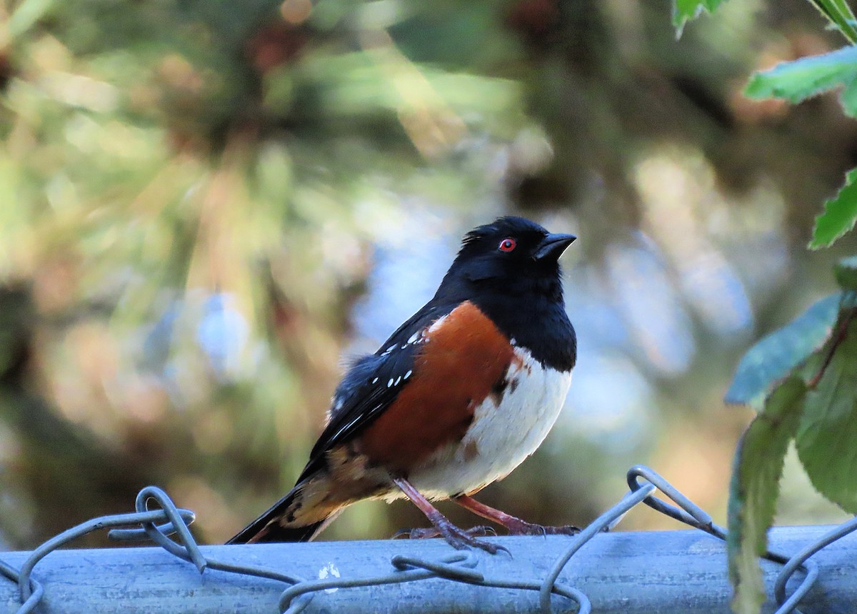 Spotted Towhee - ML617291400