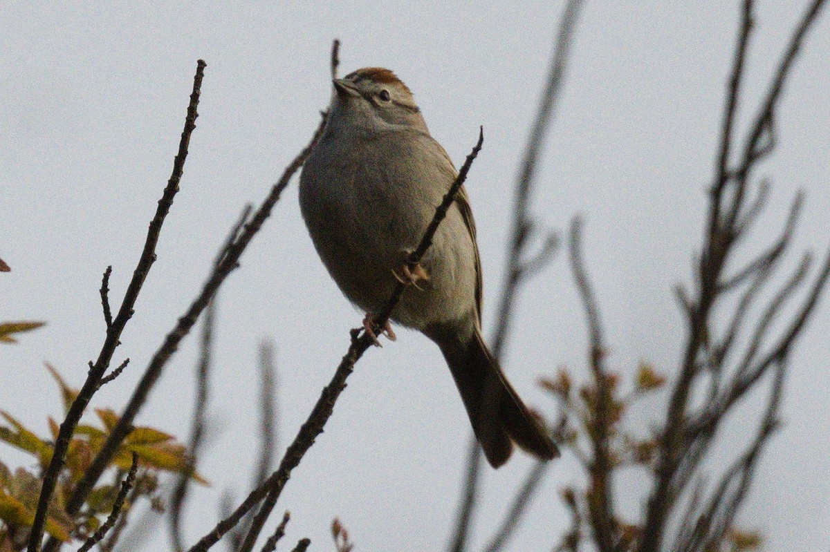 Chipping Sparrow - ML617291413