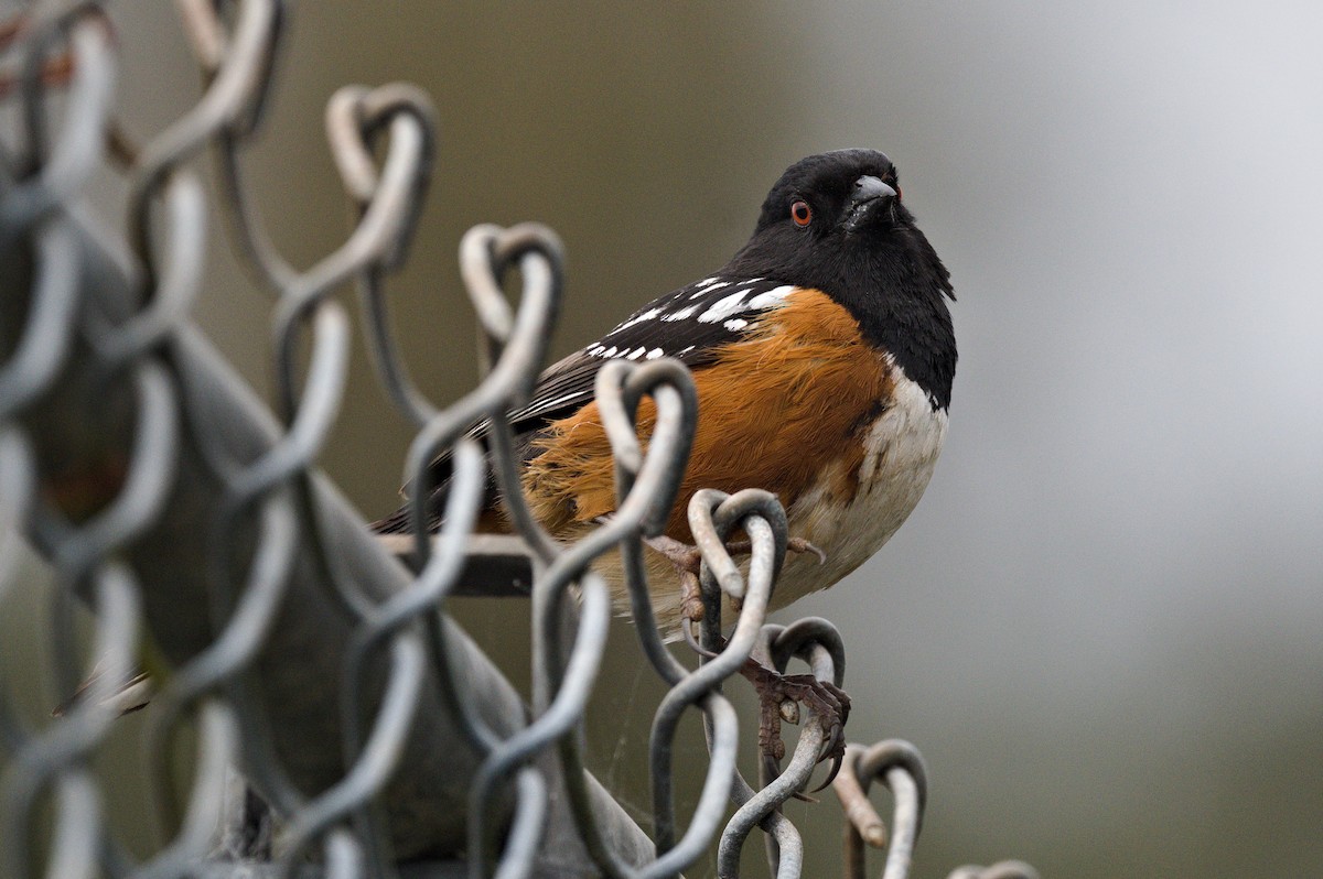 Spotted Towhee - ML617291417