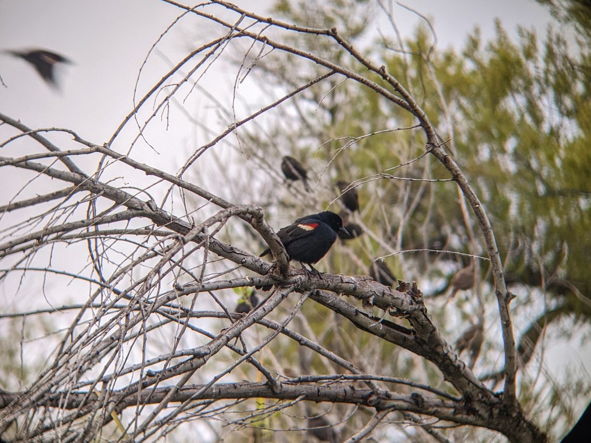 Tricolored Blackbird - ML617291511