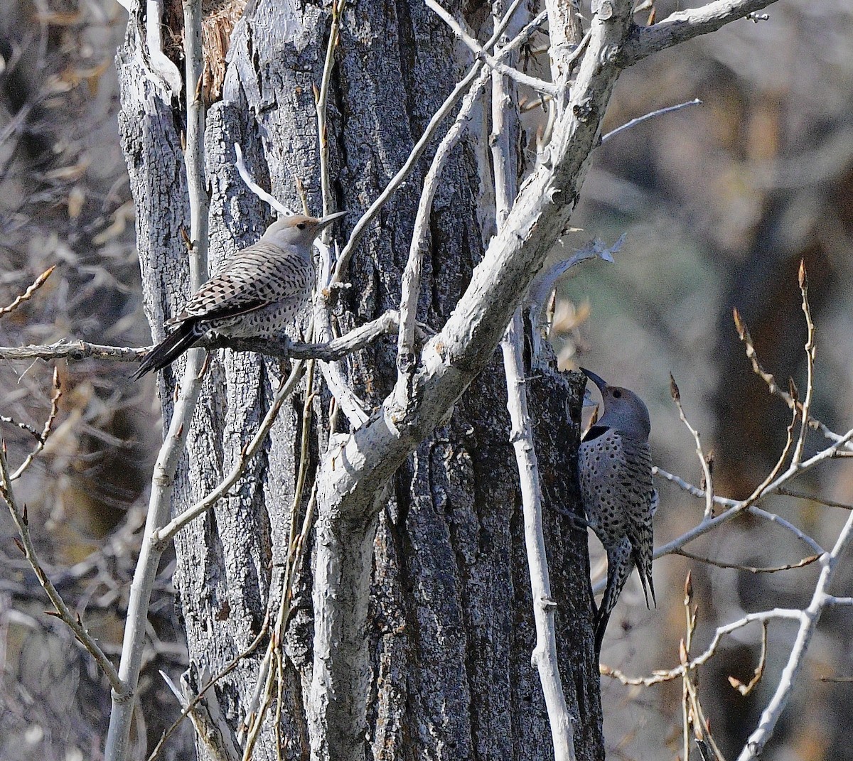 Northern Flicker (Red-shafted) - ML617291545