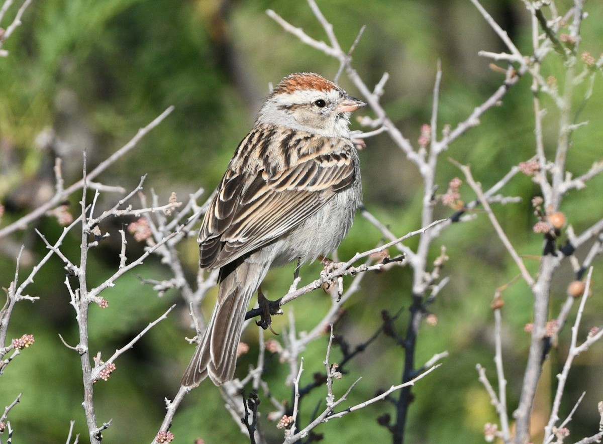 Chipping Sparrow - ML617291600