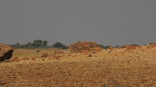 Толстоклювый пустынный вьюрок - ML617291690