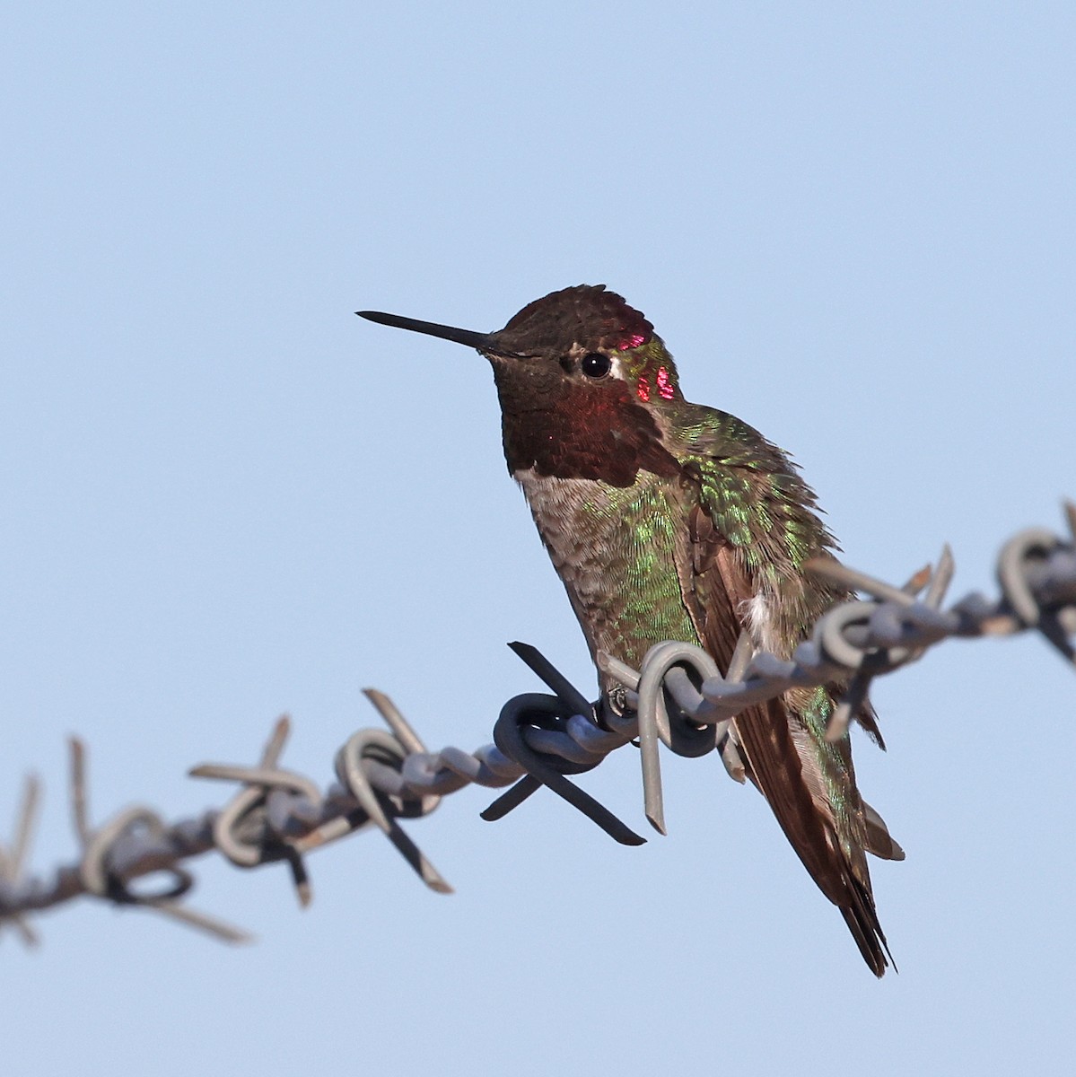 Anna's Hummingbird - ML617291718