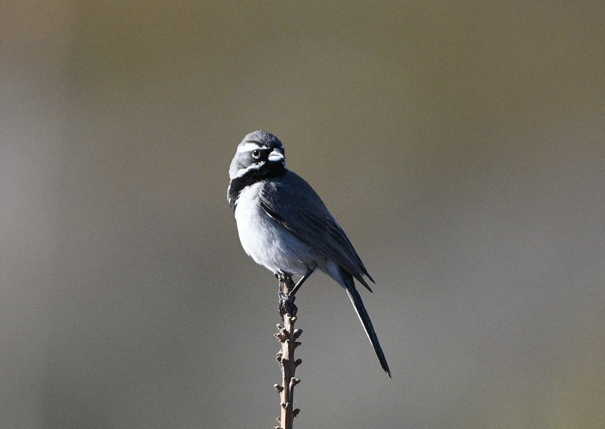 Black-throated Sparrow - Elizabeth Hawkins