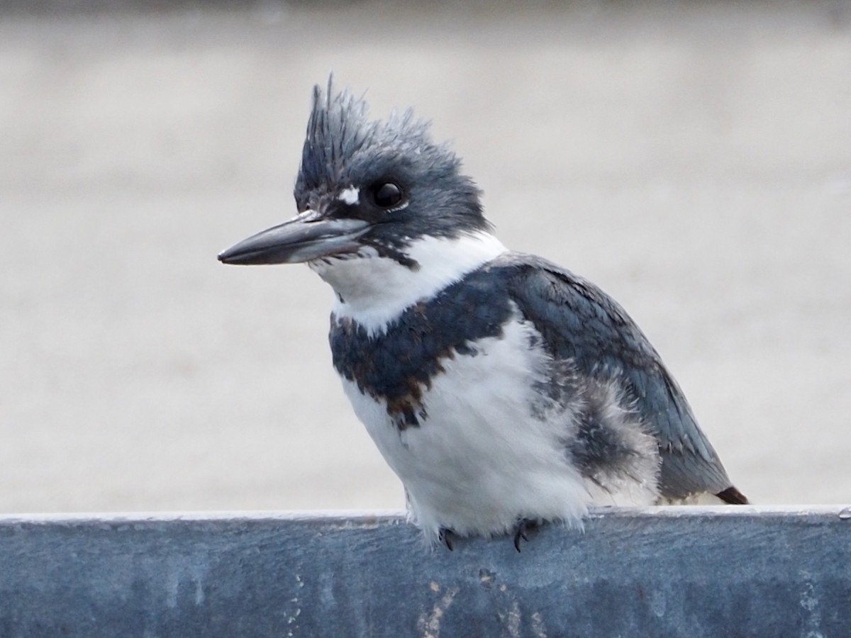 Belted Kingfisher - ML617291859
