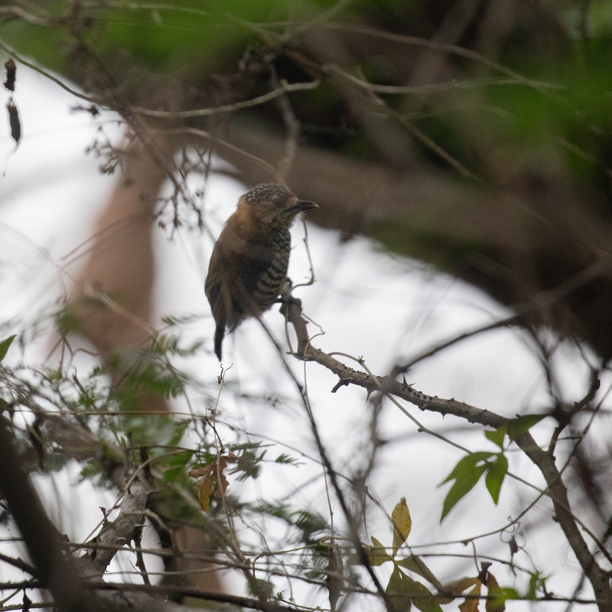 White-barred Piculet - ML617291902