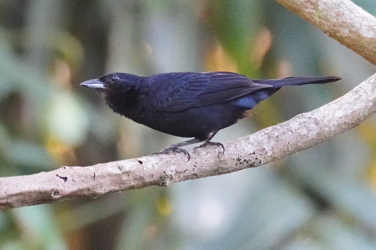 Ruby-crowned Tanager - ML617291927