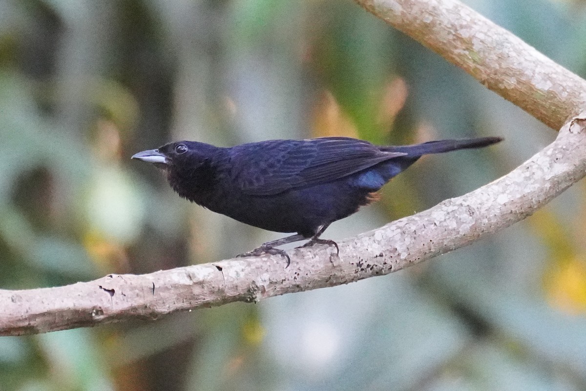 Ruby-crowned Tanager - ML617291928
