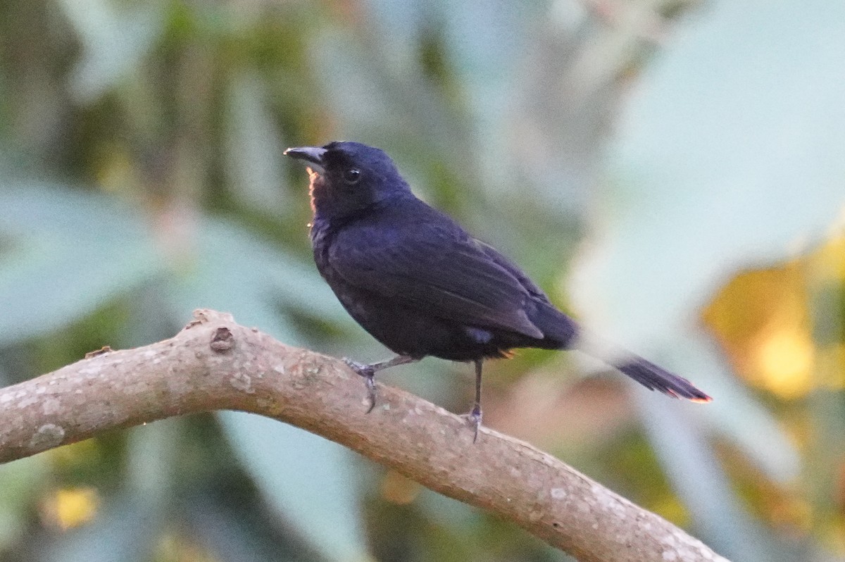 Ruby-crowned Tanager - ML617291932