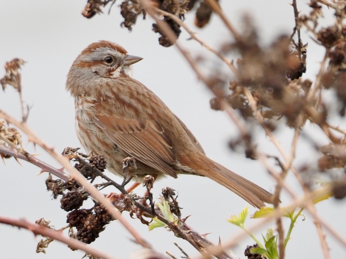 Song Sparrow - Wendy Feltham