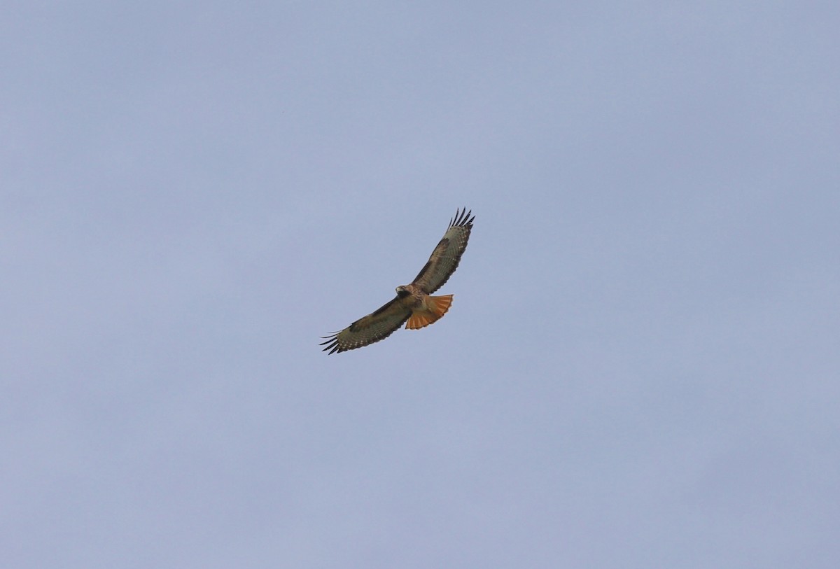 Red-tailed Hawk (calurus/alascensis) - Andrew S. Aldrich