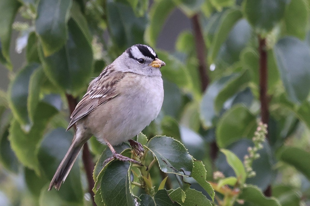 White-crowned Sparrow (Yellow-billed) - ML617292088