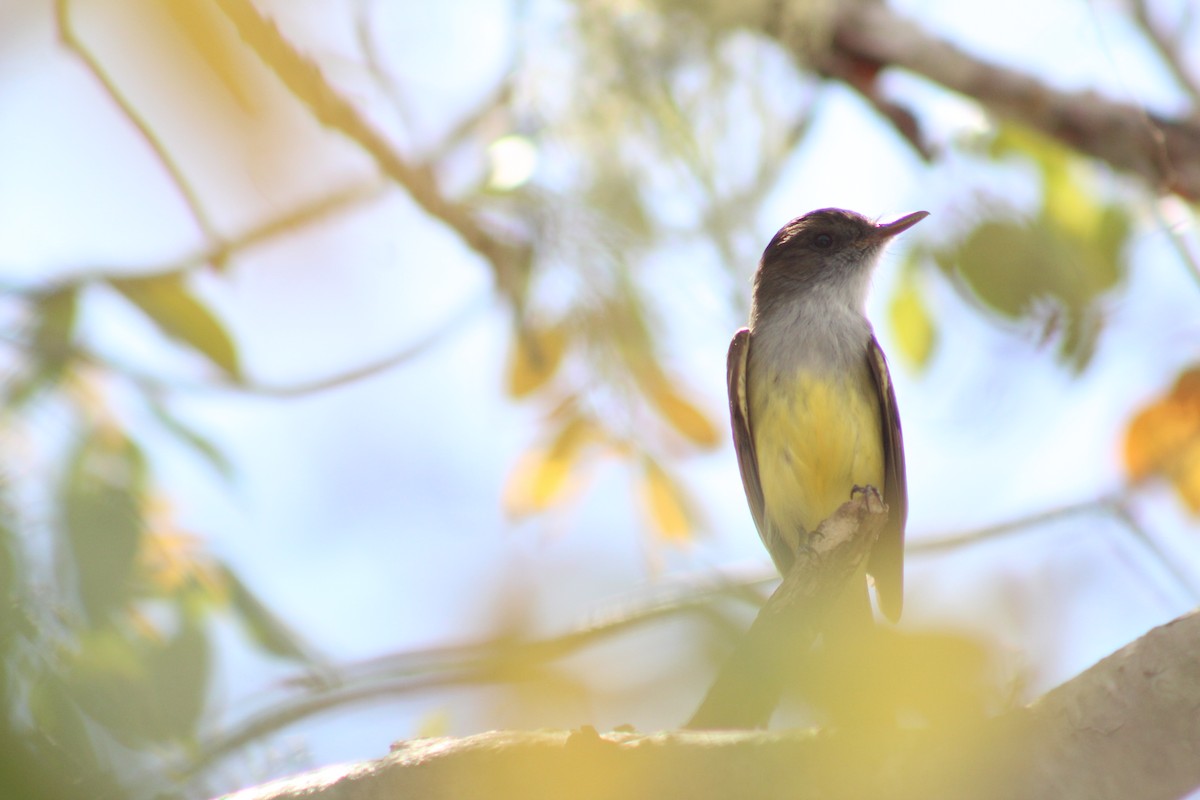 Great Crested Flycatcher - ML617292090