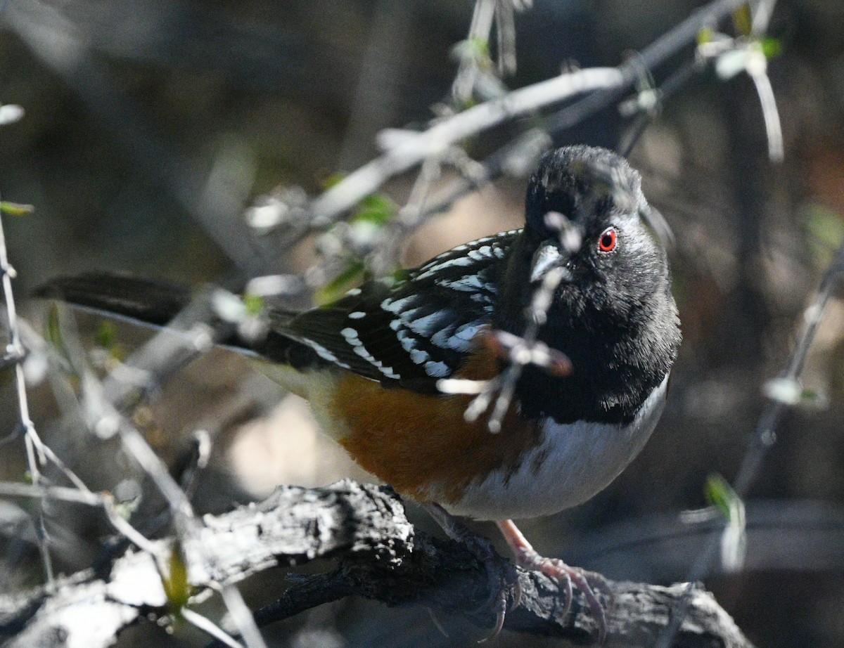 Spotted Towhee - ML617292179