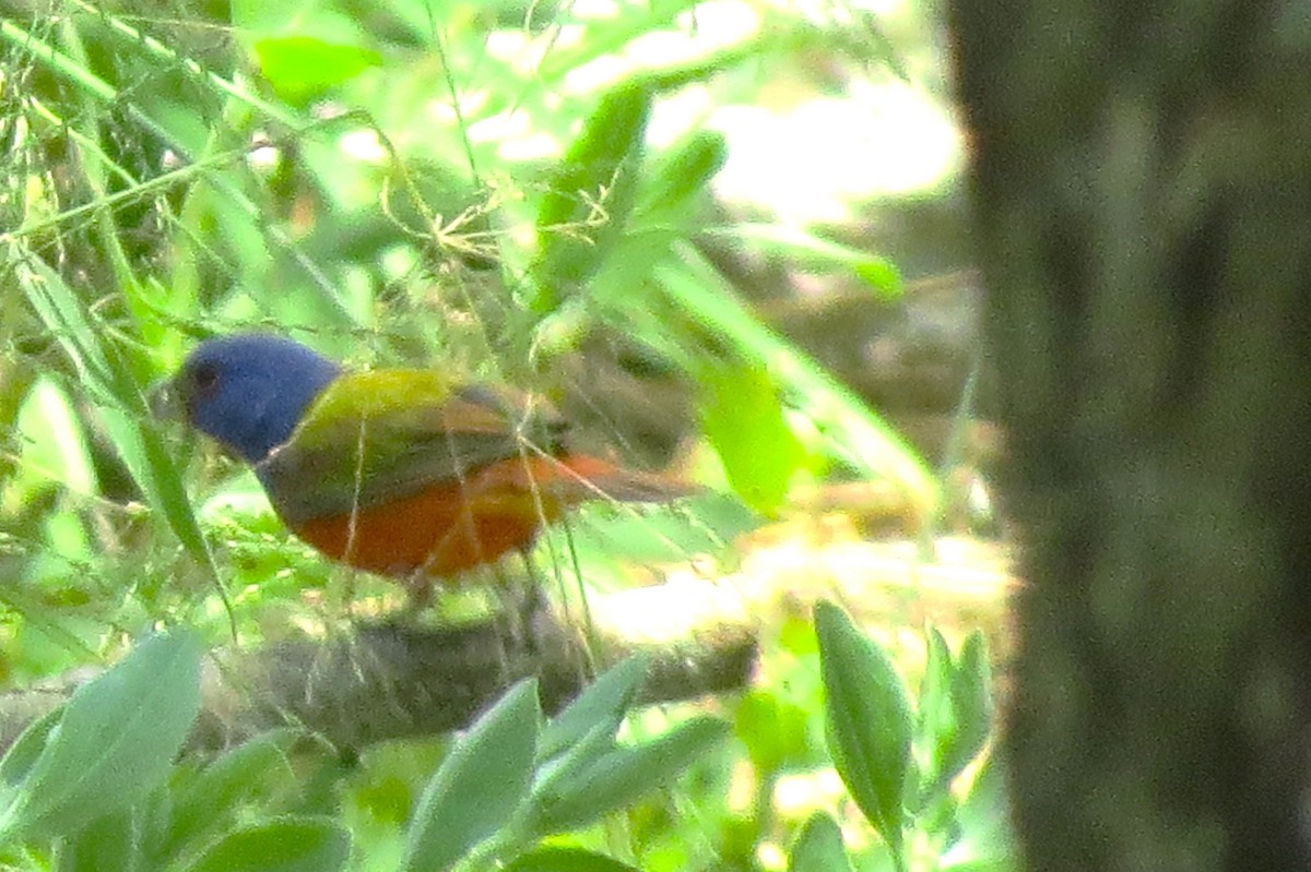 Painted Bunting - ML617292181