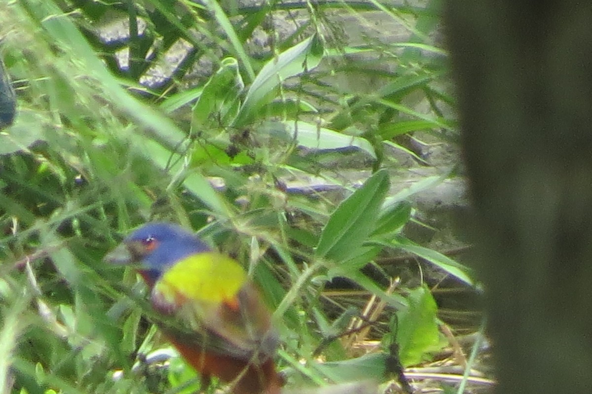 Painted Bunting - ML617292183