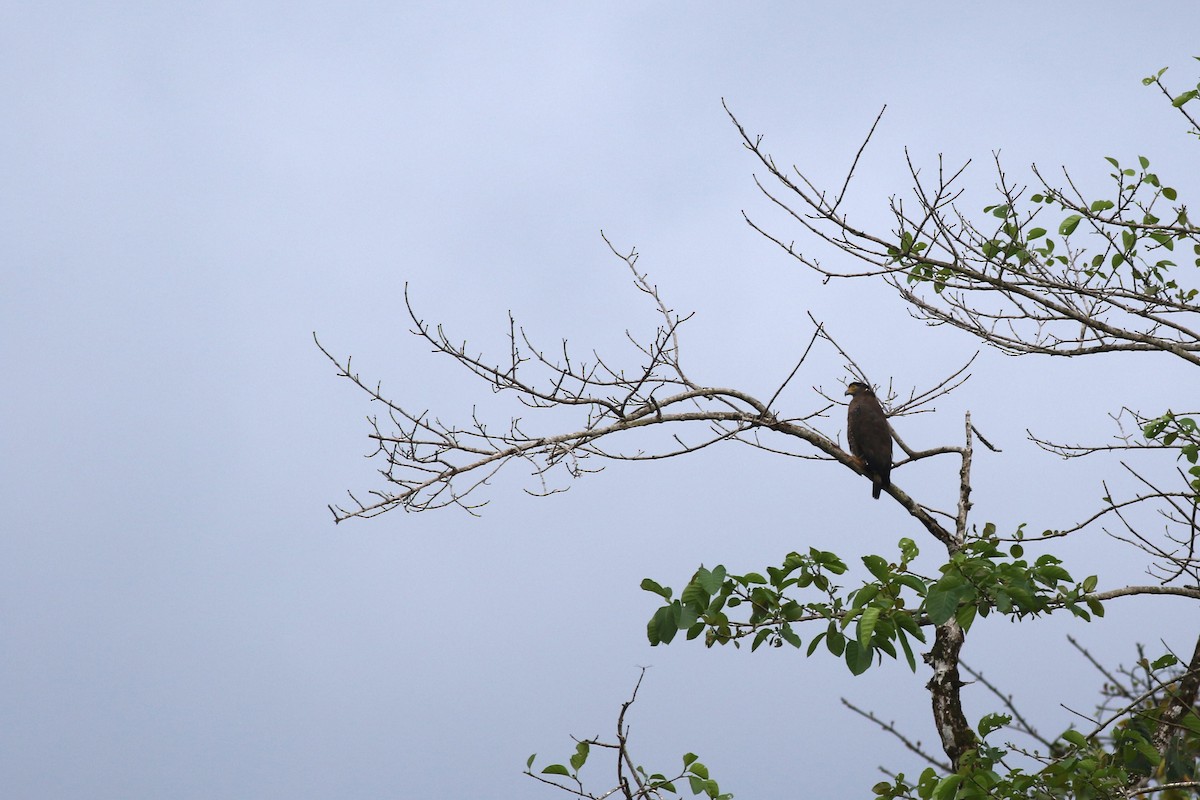 Crested Serpent-Eagle - ML617292464