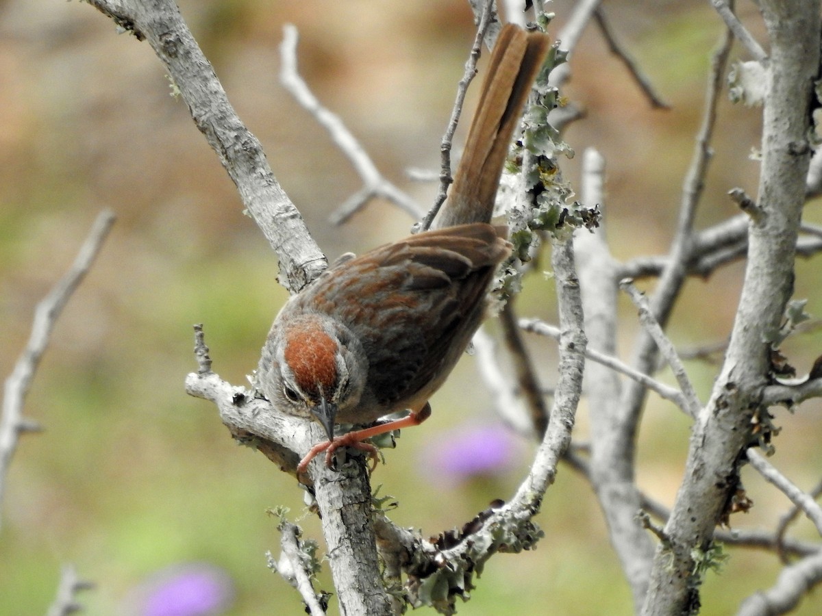 Rufous-crowned Sparrow - ML617292485