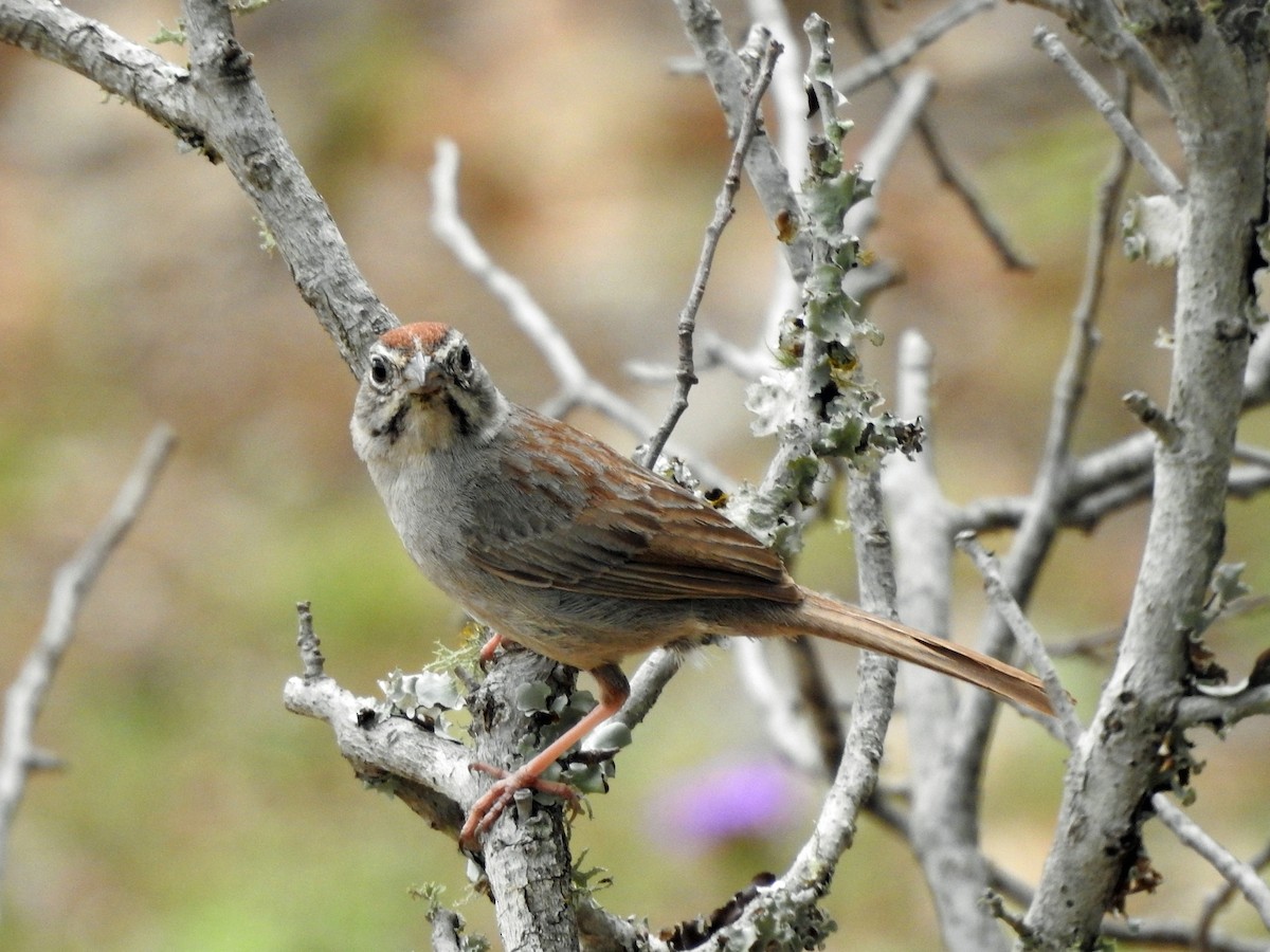 Rufous-crowned Sparrow - kas dumroese