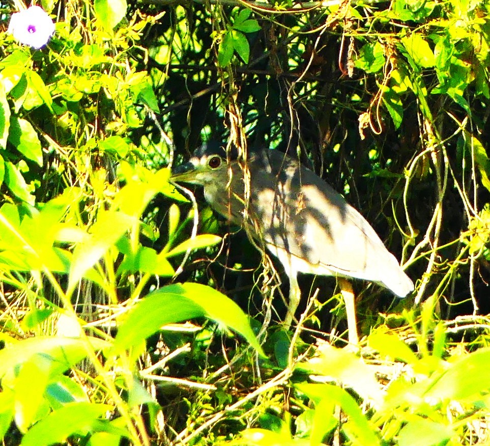 Black-crowned Night Heron - Yeo Yee Ling