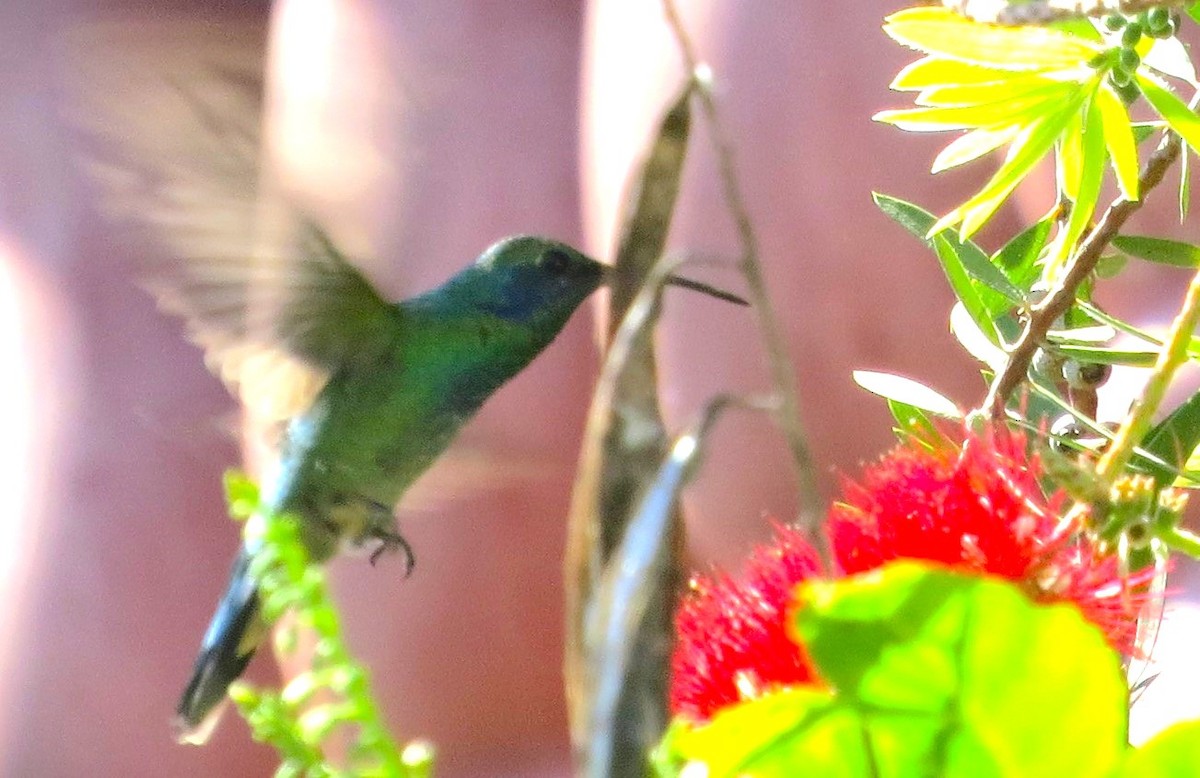kolibřík zelený - ML617292520